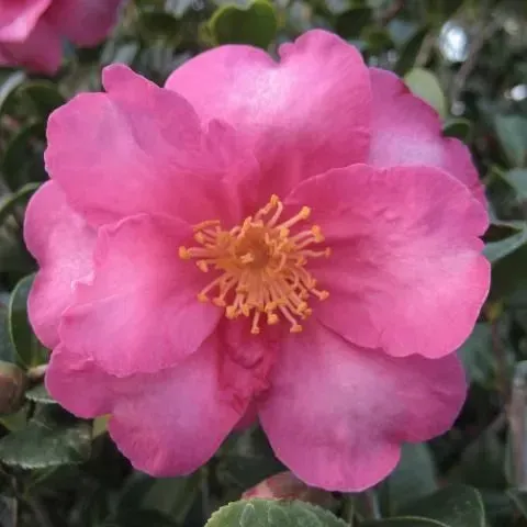 thumbnail for publication: Central Florida Gardening Calendar